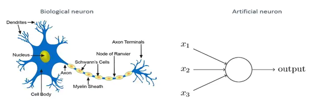 Biological neurons & artificial neurons